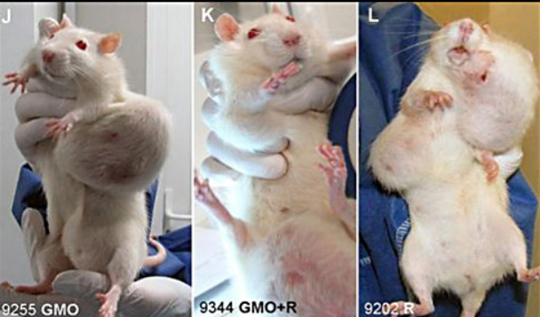 GMO Fed Rats Developed TUMORS