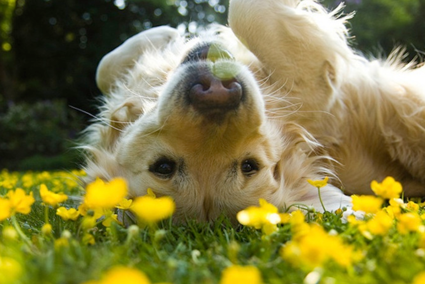Weed Killer Dog on Grass