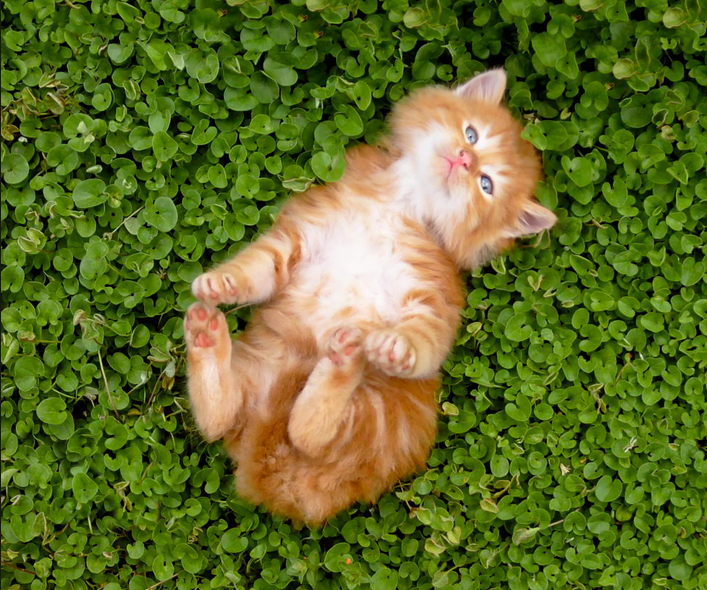 Weed Killer Kitty on Clover.png